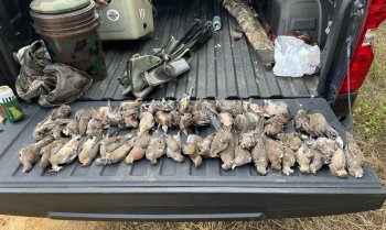 Good day on the dove field!