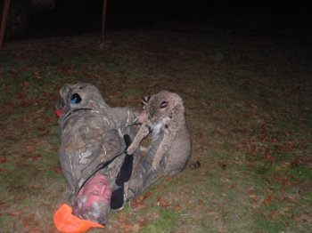 Deer Past