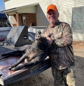 Deer Past