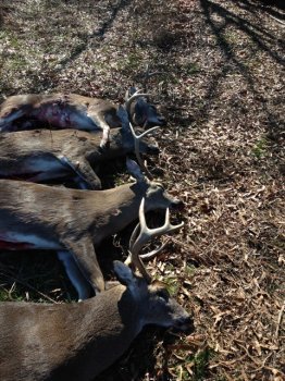 Deer Past