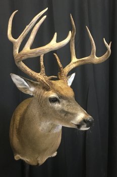 Deer Past