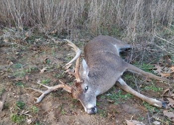 Deer Past