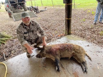 Deer Past