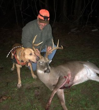 Deer Past