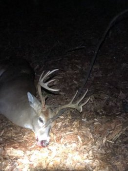 Deer Past